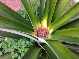 pineapple baby